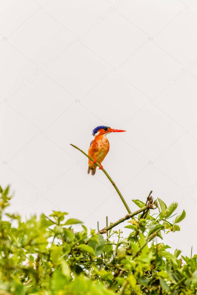 Malachite Kingfisher ( Alcedo cristata) on a branch, Queen Elizabeth National Park, Uganda.