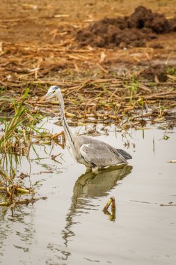 Gri Heron (Ardea cinerea) yiyecek arıyor, Kraliçe Elizabeth Ulusal Parkı, Uganda.