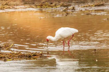 Afrika kaşık gagası (Platalea alba) sığ sularda yiyecek arıyor, Kraliçe Elizabeth Ulusal Parkı, Uganda.