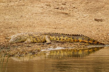 Kazinga Kanalı 'nda Nil Timsahı (Crocodylus niloticus), Kraliçe Elizabeth Ulusal Parkı, Uganda.