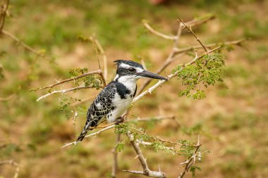 Dişi bir Pied Kingfisher (Ceryle rudis), Kraliçe Elizabeth Ulusal Parkı, Uganda 'da bir dalda oturuyor..