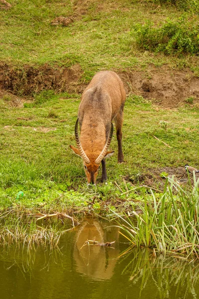Мужчина Defassa Waterbuck Kobus Ellipsiprymnus Defassa Национальный Парк Королевы Елизаветы — стоковое фото