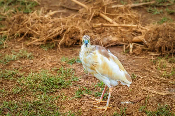 Primer Plano Garza Squacco Ardeola Ralloides Parque Nacional Reina Isabel — Foto de Stock