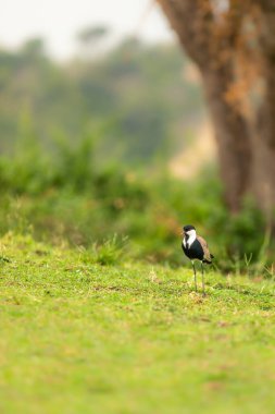 Kanatlı kanatlılar (Vanellus spinosus), Charadriidae familyasından, Kraliçe Elizabeth Ulusal Parkı, Uganda 'da yaşayan bir çulluk türü..