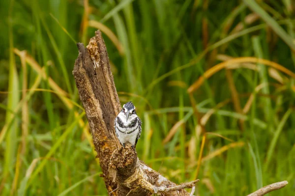 Muž Pied Kingfisher Ceryle Rudis Sedící Větvi Národní Park Královny — Stock fotografie