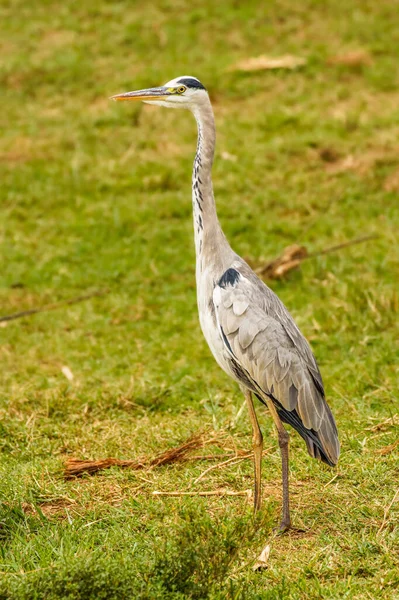 Grey Heron Ardea Cinerea Keres Élelmiszer Queen Elizabeth Nemzeti Park — Stock Fotó