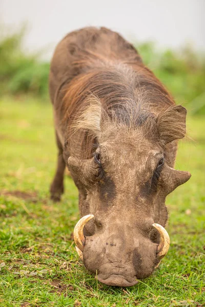 Warthog Phacochoerus Africanus Eating Queen Elizabeth National Park Uganda — Foto de Stock