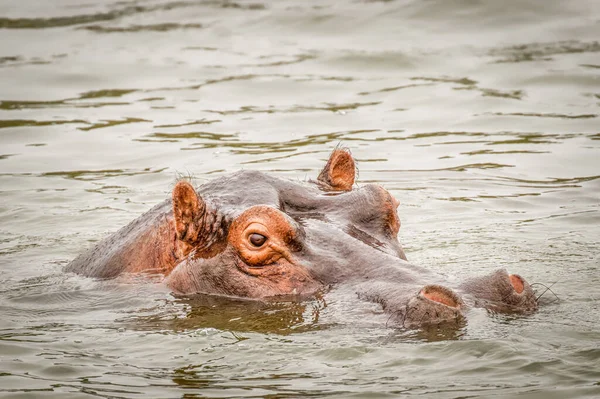Hippo Hippopotame Amphibie Relaxant Dans Eau Pendant Journée Parc National — Photo