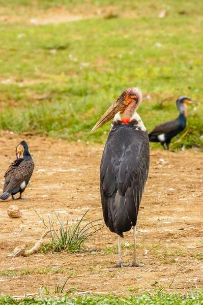 Marabou Stork Leptoptilos Crumeniferus Національний Парк Королеви Єлизавети Уганда — стокове фото