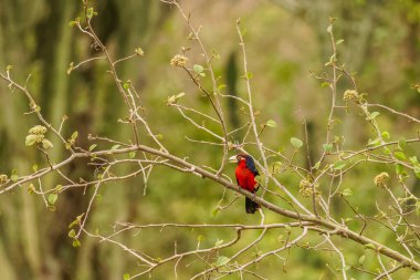 Çift dişli barbet (Lybius bidentatus) bir ağaçta, Kraliçe Elizabeth Ulusal Parkı, Uganda.