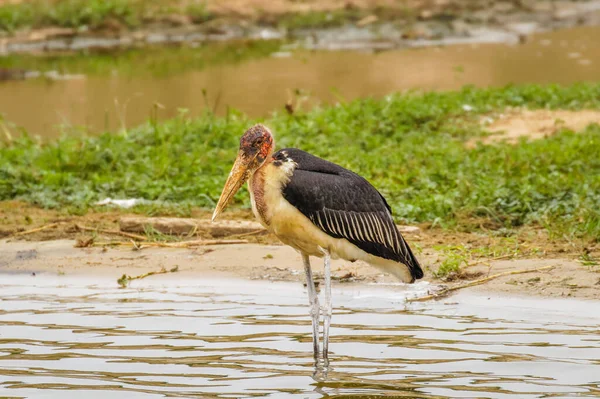 Marabou Ooievaar Leptoptilos Crumeniferus Koningin Elizabeth Nationaal Park Oeganda — Stockfoto