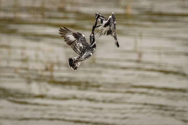 Pied Kingfisher Ceryle Rudis Harcol Levegőben Queen Elizabeth Nemzeti Park — Stock Fotó