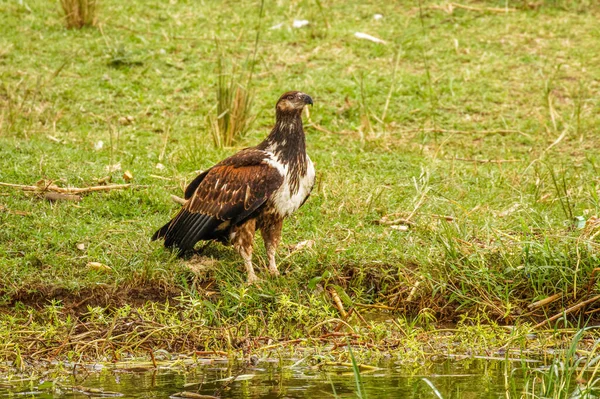 European Honey Buzzard Pernis Apivorus Национальный Парк Королевы Елизаветы Уганда — стоковое фото