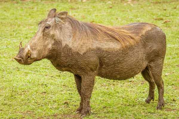 Een Wrattenzwijn Phacochoerus Africanus Queen Elizabeth National Park Uganda — Stockfoto