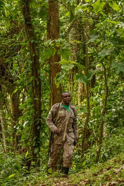 Queen Elizabeth National Park Uganda February 2020 Ranger Tracking Chimpanzees — Stock Photo, Image