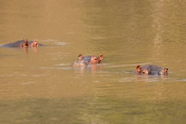 Bir su aygırı sürüsü (Hippopotamus amfibi) veya su aygırı, Kyambura Gorge, Kraliçe Elizabeth Ulusal Parkı, Uganda.