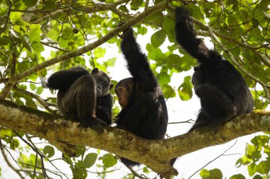 Yaygın Şempanze (Pan trogloditleri schweinfurtii) bir ağaçta dinleniyor, Kyambura Gorge, Kraliçe Elizabeth Ulusal Parkı, Uganda.