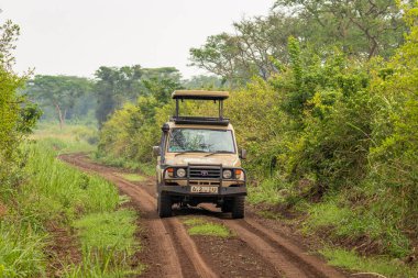 Kraliçe Elizabeth Ulusal Parkı / Uganda - 29 Şubat 2020: Kraliçe Elizabeth Ulusal Parkı Safari, Uganda.