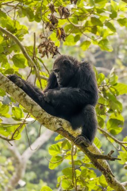 Yaygın Şempanze (Pan trogloditleri schweinfurtii) bir ağaçta dinleniyor, Kyambura Gorge, Kraliçe Elizabeth Ulusal Parkı, Uganda.
