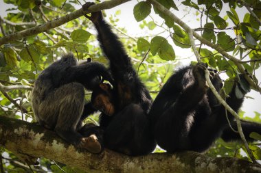 Yaygın Şempanze (Pan trogloditleri schweinfurtii) bir ağaçta dinleniyor, Kyambura Gorge, Kraliçe Elizabeth Ulusal Parkı, Uganda.