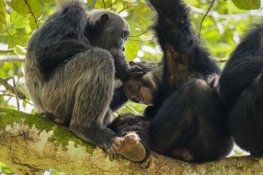 Yaygın Şempanze (Pan trogloditleri schweinfurtii) bir ağaçta dinleniyor, Kyambura Gorge, Kraliçe Elizabeth Ulusal Parkı, Uganda.