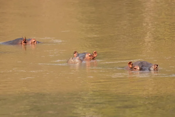 Uma Manada Hipopótamos Comuns Hippopotamus Amphibius Hipopótamos Kyambura Gorge Queen — Fotografia de Stock