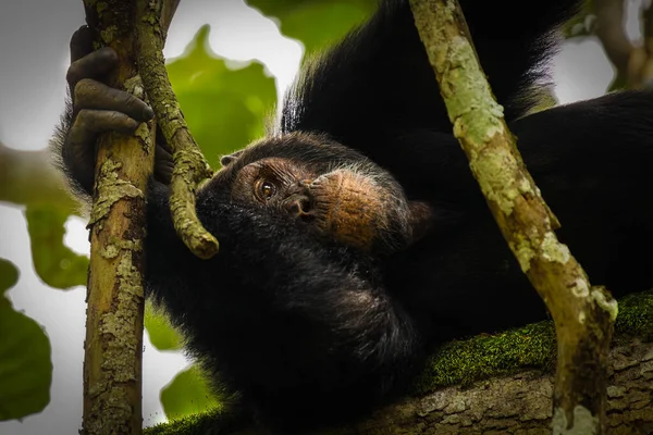 Chimpancé Común Pan Troglodytes Schweinfurtii Relajándose Árbol Garganta Kyambura Parque — Foto de Stock