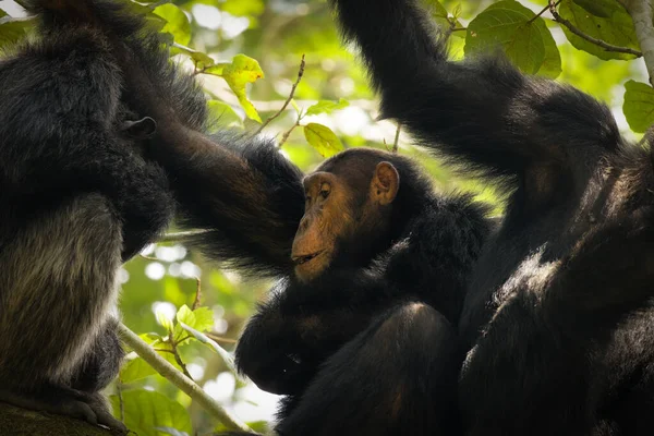 Chimpancé Común Pan Troglodytes Schweinfurtii Relajándose Árbol Garganta Kyambura Parque — Foto de Stock