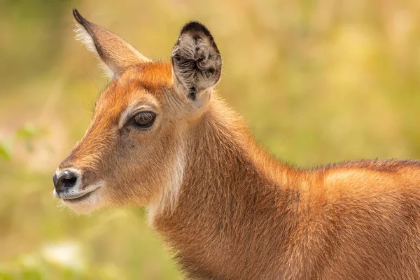 Ein Neugeborener Defassa Wasserbock Kobus Ellipsiprymnus Defassa Queen Elizabeth Nationalpark — Stockfoto