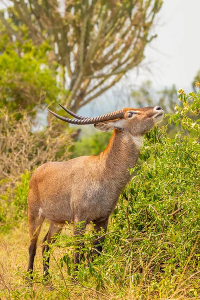 Macho Defassa Waterbuck Kobus Ellipsiprymnus Defassa Comer Queen Elizabeth National — Fotografia de Stock