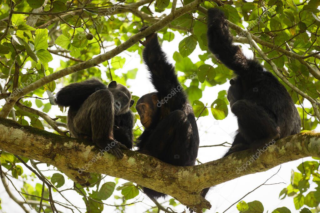 Common Chimpanzee ( Pan troglodytes schweinfurtii) relaxing in a tree, Kyambura Gorge, Queen Elizabeth National Park, Uganda.