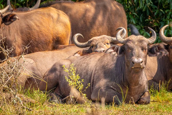 Afrikai Bölénycsorda Syncerus Caffer Erzsébet Királynő Nemzeti Park Uganda — Stock Fotó