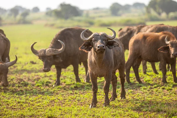 Afrika Bizonu Sürüsü Syncerus Caffer Kraliçe Elizabeth Ulusal Parkı Uganda — Stok fotoğraf