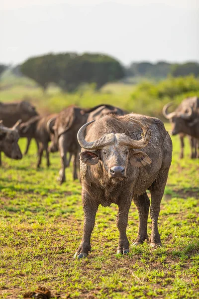 Herd African Buffalo Syncerus Caffer Queen Elizabeth National Park Uganda — 스톡 사진