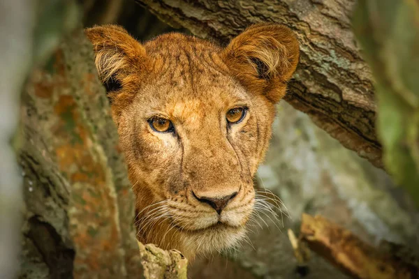 Lion Grimpant Aux Arbres Ishasha Parc National Reine Elizabeth Ouganda — Photo