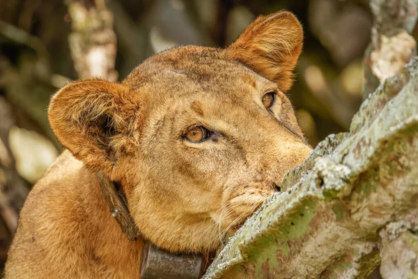 Lion Grimpant Aux Arbres Ishasha Parc National Reine Elizabeth Ouganda — Photo