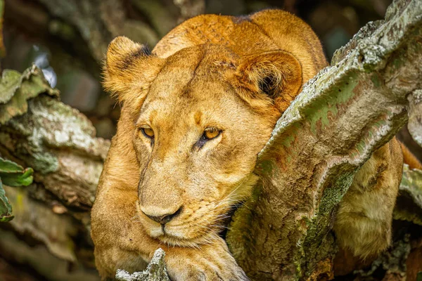 Lion Grimpant Aux Arbres Ishasha Parc National Reine Elizabeth Ouganda — Photo