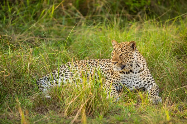 Leopardo Panthera Pardus Relajándose Hierba Parque Nacional Reina Isabel Uganda —  Fotos de Stock
