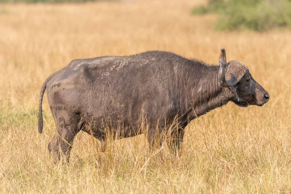 Hombre Edad African Buffalo Syncerus Caffer Queen Elizabeth National Park — Foto de Stock