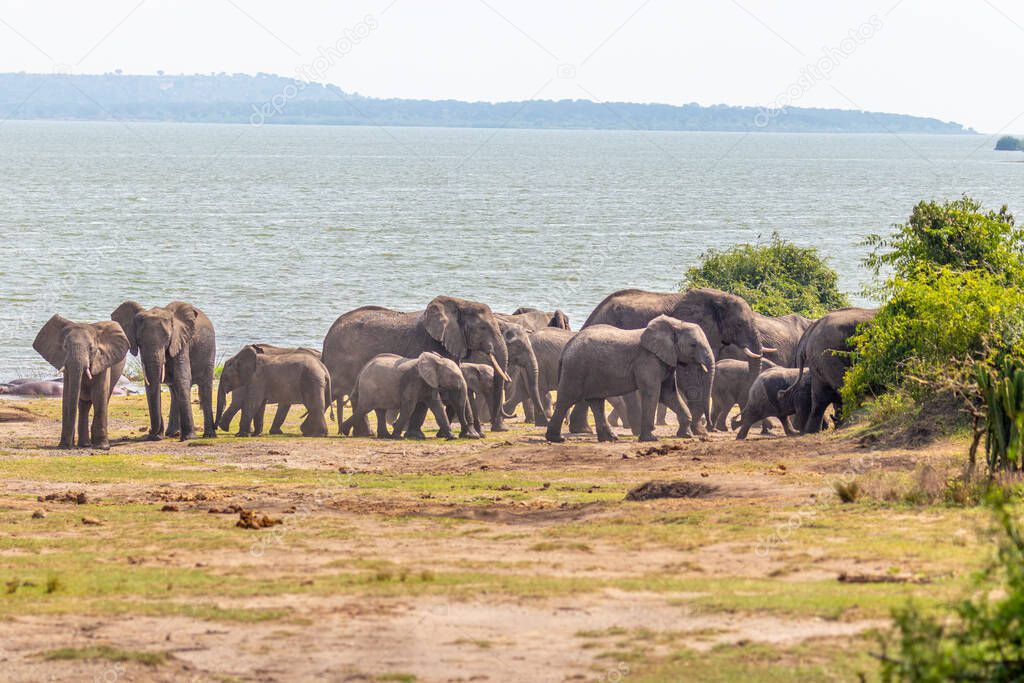 Herd of elephants drinking water in Queen Elizabeth National Park, Uganda.