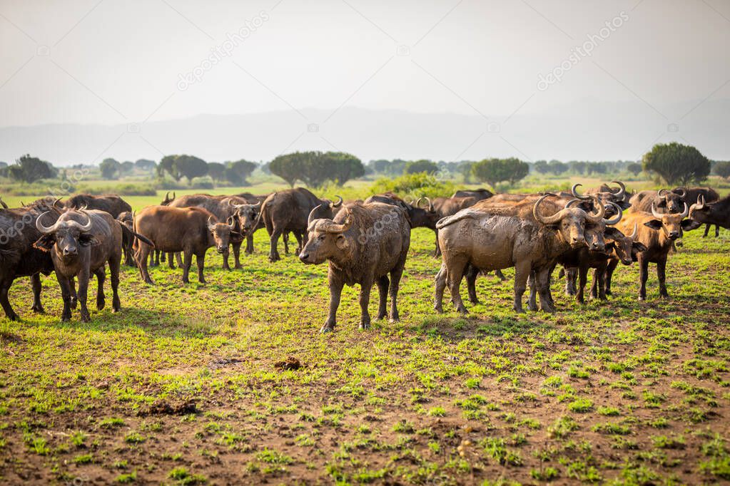 Herd of African Buffalo ( Syncerus caffer), Queen Elizabeth National Park, Uganda.