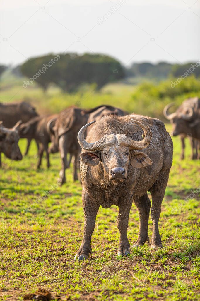 Herd of African Buffalo ( Syncerus caffer), Queen Elizabeth National Park, Uganda.