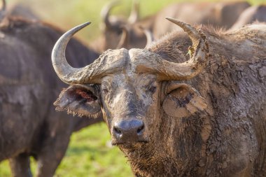 Afrika Bizonu (Syncerus caffer), Kraliçe Elizabeth Ulusal Parkı, Uganda.