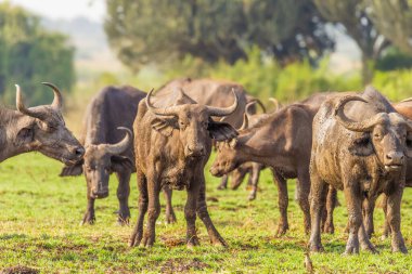 Afrika Bizonu Sürüsü (Syncerus caffer), Kraliçe Elizabeth Ulusal Parkı, Uganda.