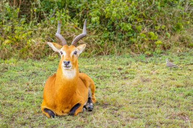 An adult male kob (Kobus kob), Queen Elizabeth National Park, Uganda. clipart