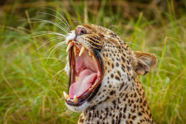 Bir leoparın (Panthera pardus) başındaki fotoğrafı esniyor, Kraliçe Elizabeth Ulusal Parkı, Uganda.