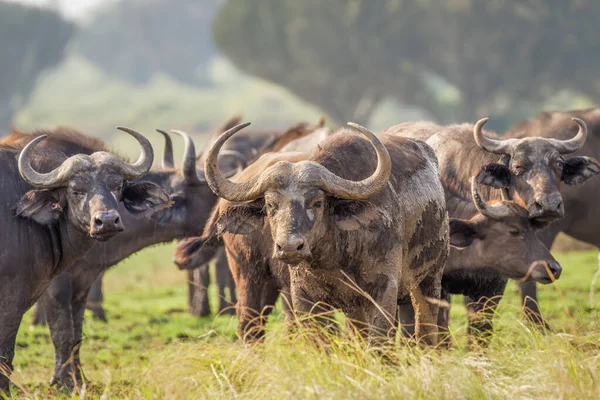 Herd African Buffalo Syncerus Caffer Queen Elizabeth National Park Уганда — стоковое фото