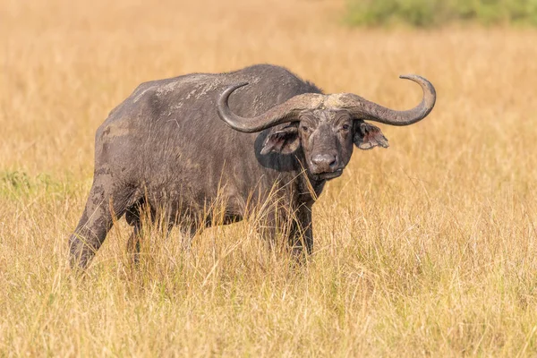 Öreg Hím Afrikai Bölény Syncerus Caffer Erzsébet Királynő Nemzeti Park — Stock Fotó