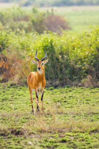 Ein Erwachsener Männlicher Kob Kobus Kob Queen Elizabeth Nationalpark Uganda — Stockfoto