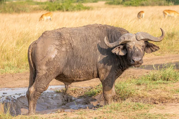 Stary Bawół Afrykański Syncerus Caffer Park Narodowy Królowej Elżbiety Uganda — Zdjęcie stockowe